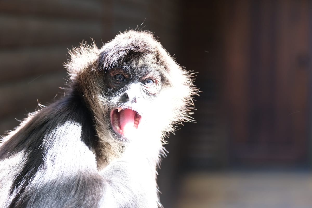 Monkeyland