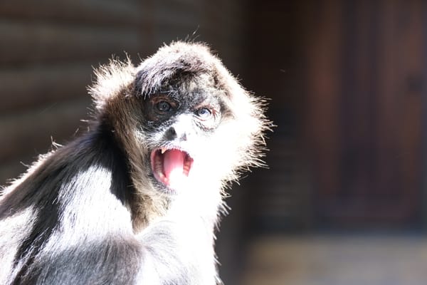 Monkeyland